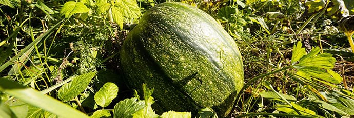 Zucca Malòn pubblica l'immagine