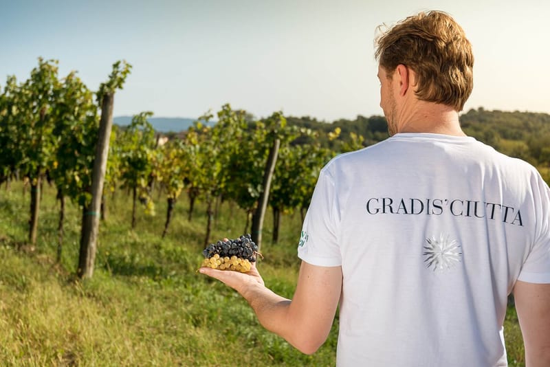 GRADIS’CIUTTA  Crù del Collio storico rivive con Robert Princic pubblica l'immagine